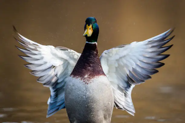 Photo of Mallard, wild duck (Anas platyrhynchos)