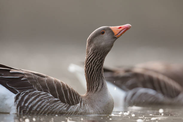 Graylag goose (Anser anser) swimming on a lake through the early morning.