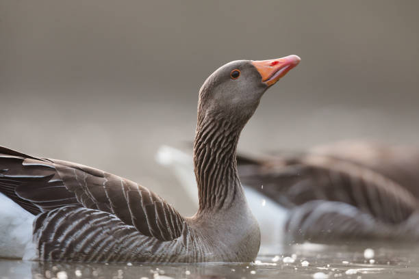 Greylag goose,  graylag goose (Anser anser) Graylag goose (Anser anser) swimming on a lake through the early morning. greylag goose stock pictures, royalty-free photos & images