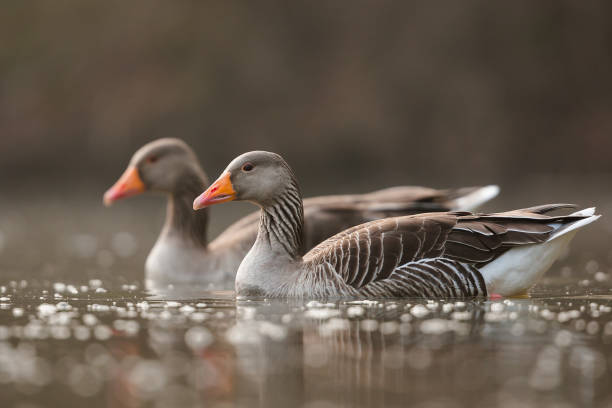 Greylag goose,  graylag goose (Anser anser)