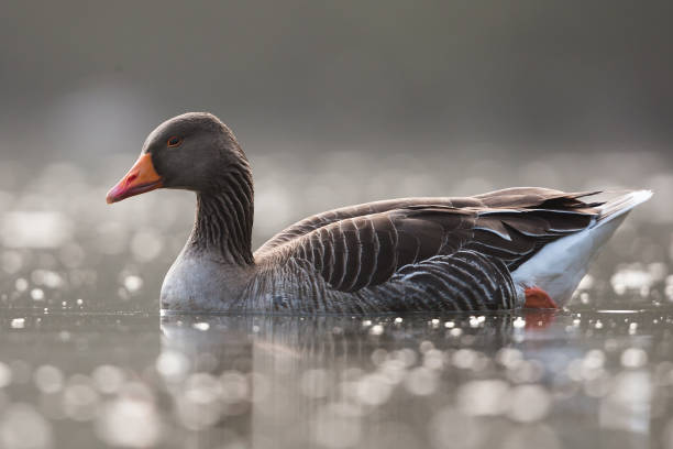 istock Greylag goose,  graylag goose (Anser anser) 1371144655
