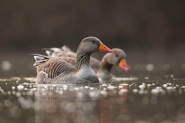 istock Greylag goose,  graylag goose (Anser anser) 1371144678
