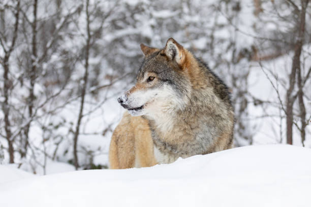 istock One beautiful wolf standing in the snow in beautiful winter forest 1371144838