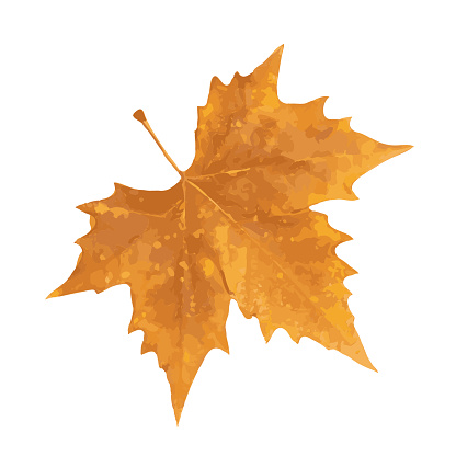 Sycamore autumn leaf isolated. Platanus brown foliage, big sycamore leaves on white background top view