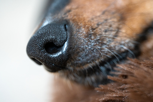 Dog snout close-up