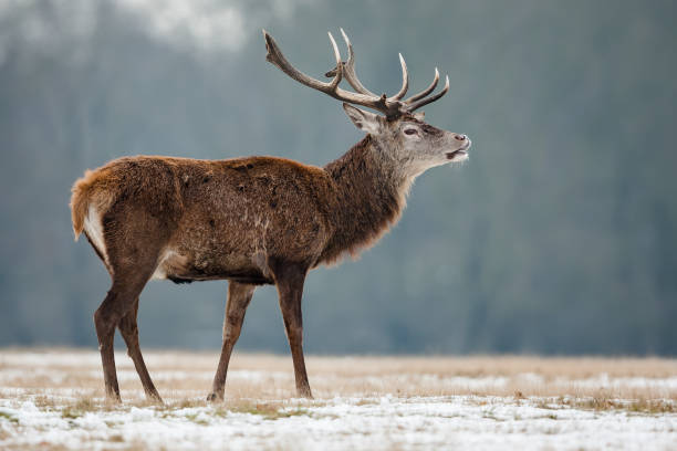 cervo rosso (cervus elaphus) - elk deer hunting animals hunting foto e immagini stock