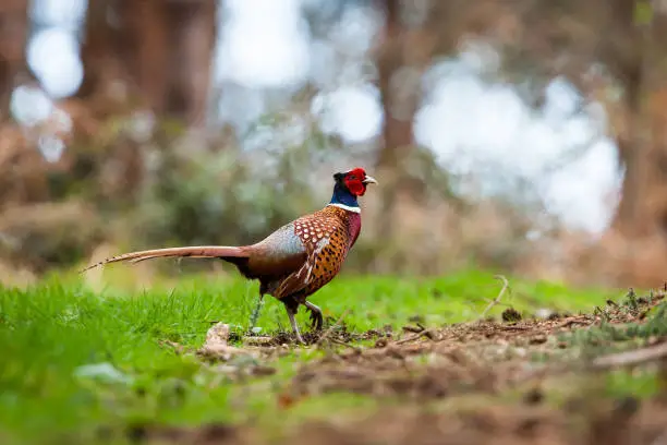 Photo of Common pheasant (Phasianus colchicus)