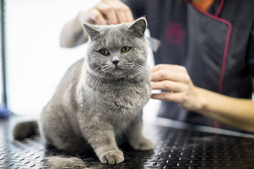 British Shorthair Cat in Pet Grooming Salon.