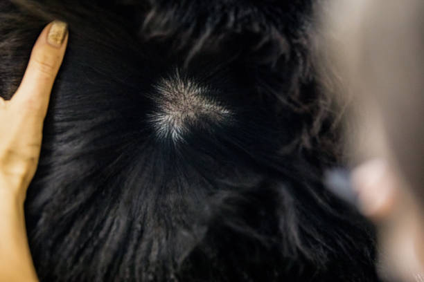 istock Checking Dog's Skin 1371146091