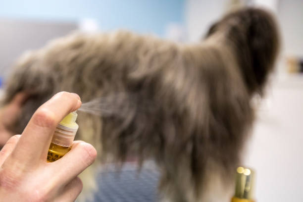 peluquero de mascotas rociando un aceite para el cuidado del cabello de perro - oilcan fotografías e imágenes de stock