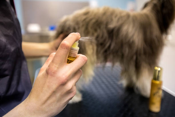 peluquero de mascotas rociando un producto para el cuidado del cabello de un perro en un perro en el salón - oilcan fotografías e imágenes de stock