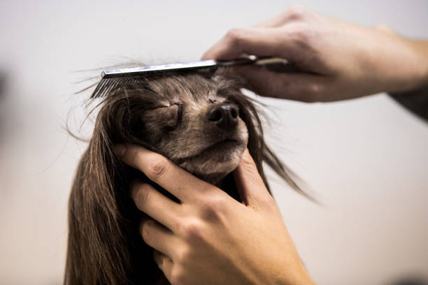 Close-up of Woman Combing Chinese Crested Dog stock photo