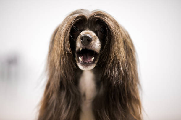 istock Chinese Crested Dog Indoors Front View 1371146145
