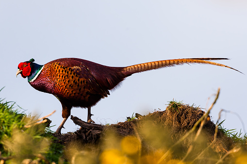 Common pheasant (Phasianus colchicus)  in the wild. Pheasant in the agriculture field.