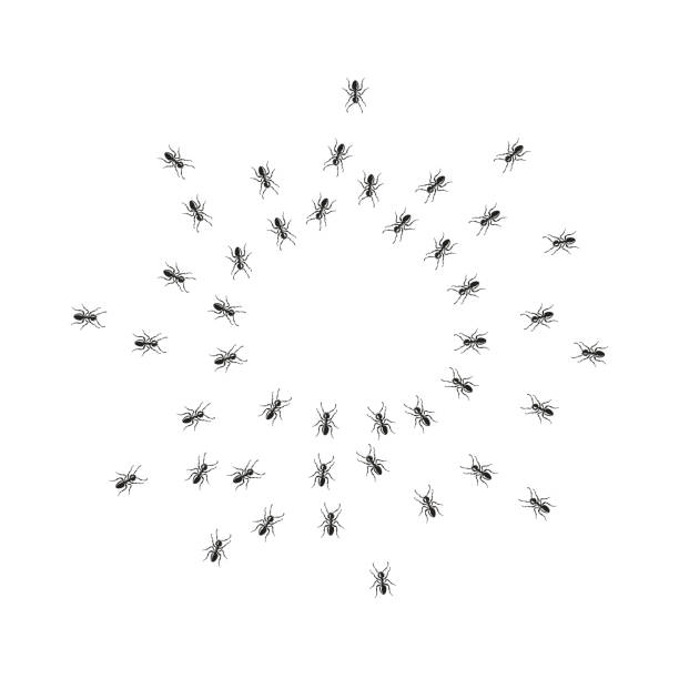 Hordes of ants otakut from all sides in a circle. Hordes of ants attack from all sides in a circle. Surrounded by insects. Vector illustration. ants-walking stock illustrations