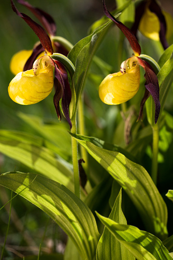 Lady`s slipper It is one of the most emblematic orchids of the European flora. It has in turn been a species very affected by collections, either for reasons of ignorance and irresponsibility with the collective natural heritage, or because of commercial greed, which has produced that in countries like England there was a single living specimen in the wild.