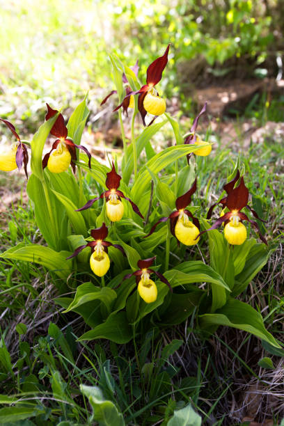 istock Lady's-slipper orchid 1371148371