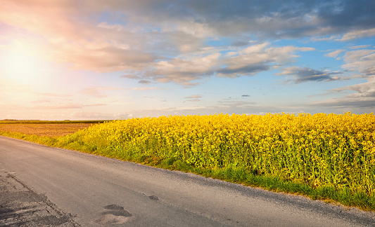Country road by a rapeseed field in blossom at sunset.