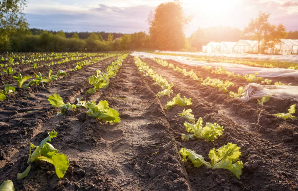istock Organic seedlings planted in rows at sunset. 1371148451