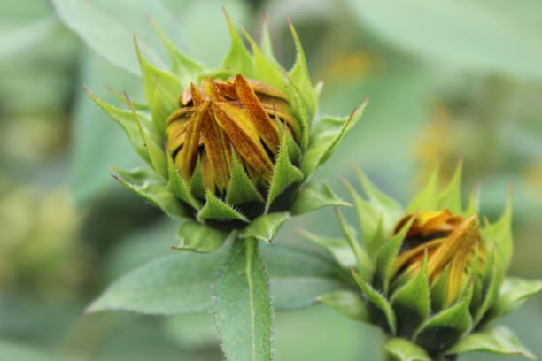 il bocciolo di un nuovo girasole - petal bud plant agriculture foto e immagini stock