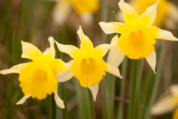 istock narcisus in pardera in the pyrenees 1371148954