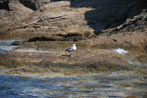 istock The seagull on the rock 1371149133