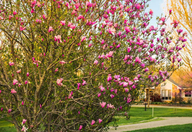 View of blooming magnolia bush in residential neighborhood in Midwest; blooming forsythia tree  in background View of blooming magnolia bush in residential neighborhood in Midwest; blooming forsythia tree and part of building in background forsythia garden stock pictures, royalty-free photos & images