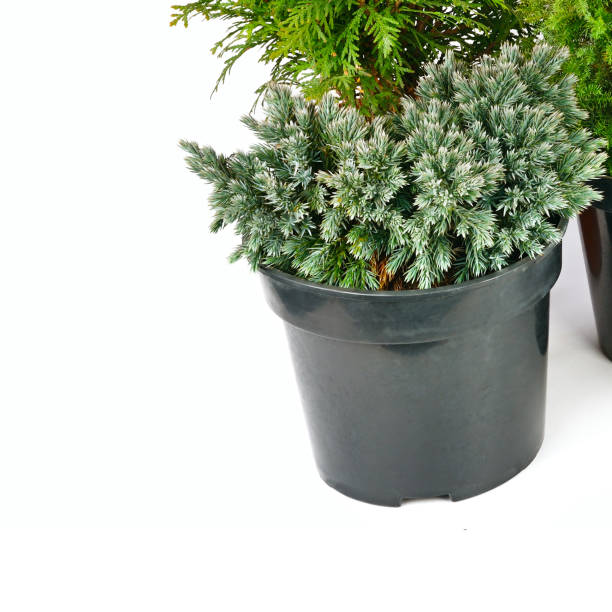 istock juniper in flower pots isolated on white . Free space for text. 1371149868