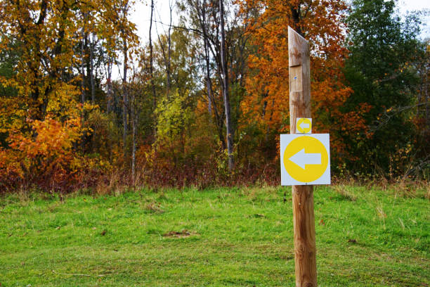 Rear view of carefree woman taking a walk during autumn day in the forest. Copy space. Photographed in medium format.