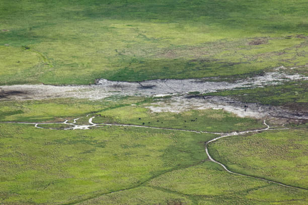 równiny krateru ngorongoro - lake volcano volcanic crater riverbank zdjęcia i obrazy z banku zdjęć