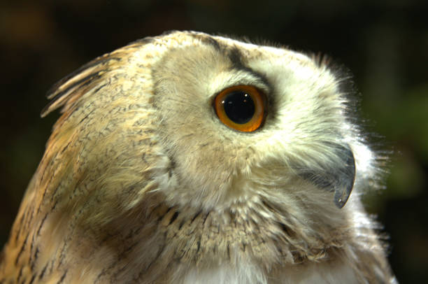 istock White Faced Owl in Kyoto, Japan 1371151535