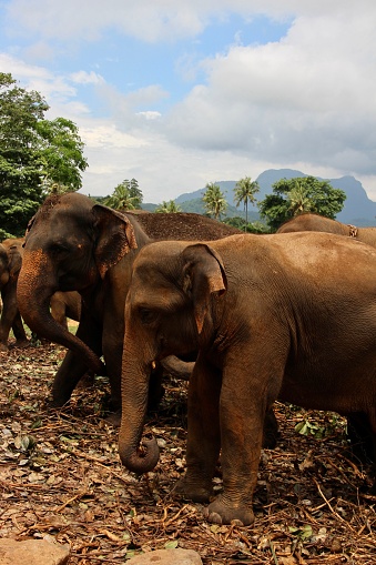 Herd of Asian elephants in the wild in Sri Lanka