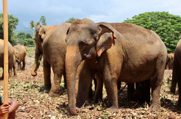 istock Herd of elephants with mahout 1371151880
