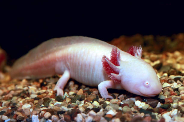 axolotl. poisson mexicain marchant. ambystoma mexicanum. - salamandre photos et images de collection