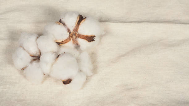 хлопковые цветы на ситцевом фоне. - cotton flower textile macro стоковые фото и изображения