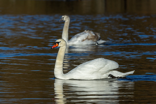 Two mute swans (Cygnus olor) swimming in a lake.