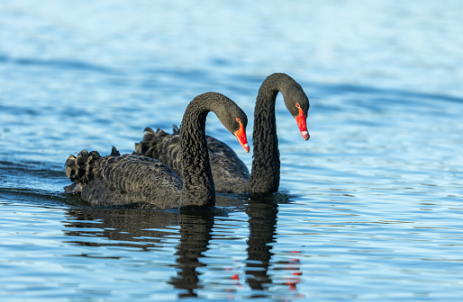 Beautiful black-necked swan swimming in the lagoon