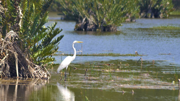 istock White egret long neck bird 1371153631