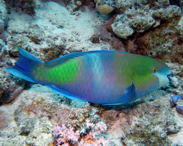istock A Rusty Parrotfish (Scarus ferrugineus) in the Red Sea, Egypt 1371156290