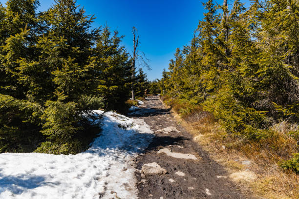istock Long mountain trail full of old high trees around 1371156417