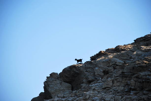 istock Goat that has climbed the mountain 1371156420