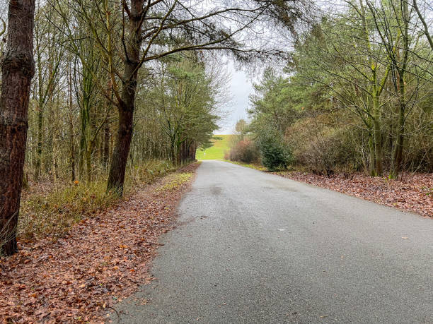 istock A road next to a forest in winter. 1371156453