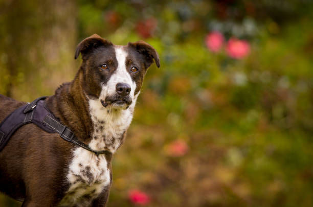 istock Cute dog, outdoors with green background, looking lovely. 1371157195