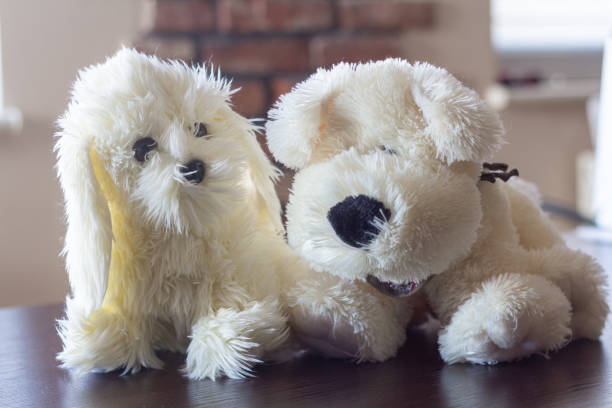 istock Two teddy dogs standing on the table 1371157372