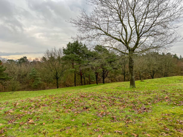 istock Some trees on a mountainous meadow in winter. 1371157475