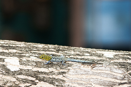 Dwarf yellow-headed gecko
