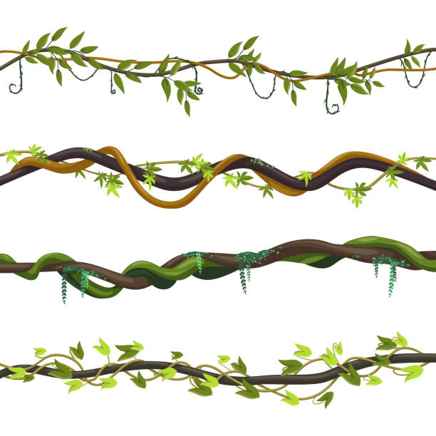 孤立したジャングルのブドウのセット、ねじれたリアナ植物 - つる草点のイラスト素材／クリップアート素材／マンガ素材／アイコン素材