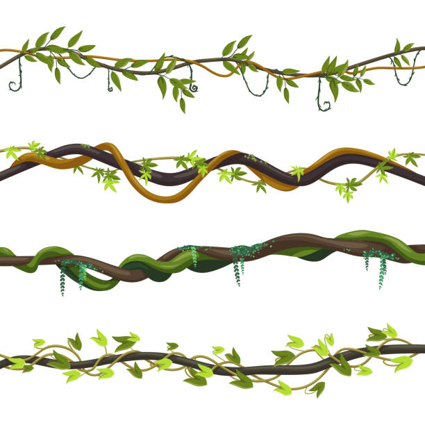 stockillustraties, clipart, cartoons en iconen met set of isolated jungle vines, twisted liana plant - liaan