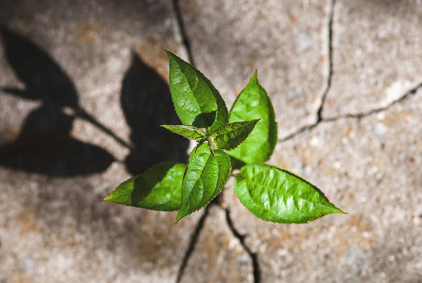 Plant sprouted in stone crack, vitality, survivability, resilience, rebirth and new life concept Plant sprouted in stone crack, vitality, survivability, resilience, rebirth and new life concept resilience stock pictures, royalty-free photos & images