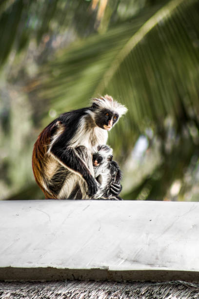 red colobus monkey mutter und baby - young animal nature outdoors branch stock-fotos und bilder